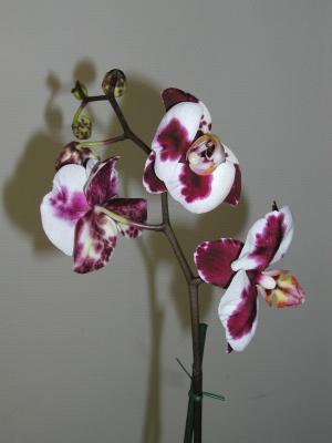 Orkideankukka